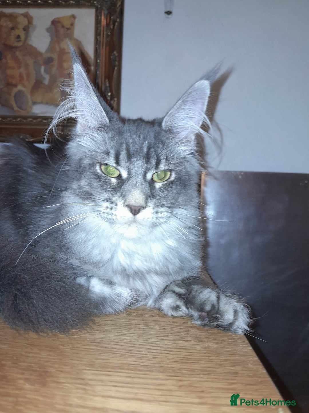 Maine Coon cats for sale: Polydactyl SolidBlue/BlackSilver Girls Maine Coon - Advert 19