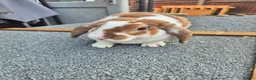 Mini Lop rabbits for sale: ❤️  Stunning plush lops ❤️  - Advert 2