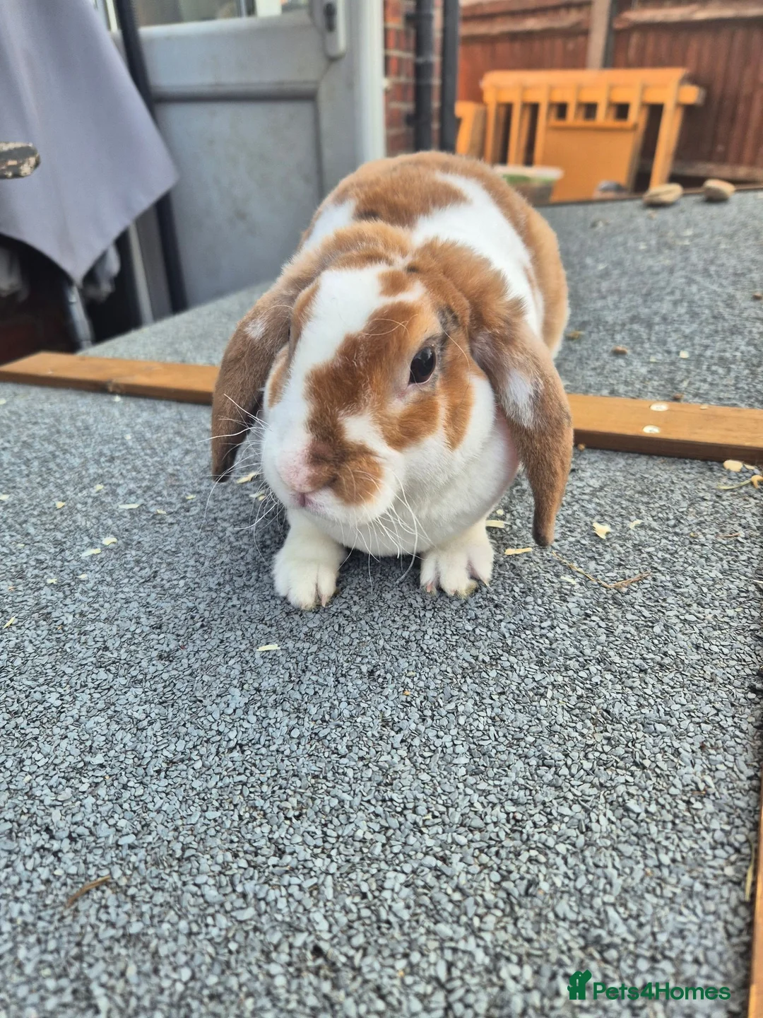 Mini Lop rabbits for sale: ❤️  Stunning plush lops ❤️  - Advert 2