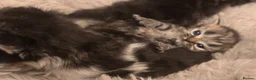 Persian cats for sale: Stunning pure Persian babies - Advert 10