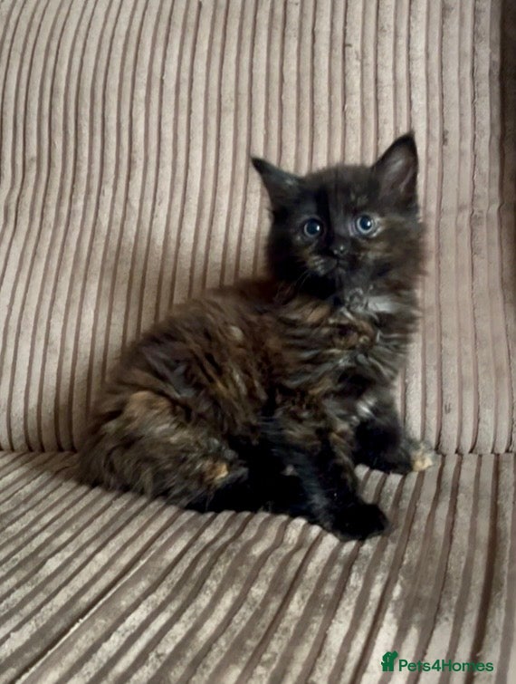 Mixed Breed cats for sale: Cute kittens ready now - Advert 9