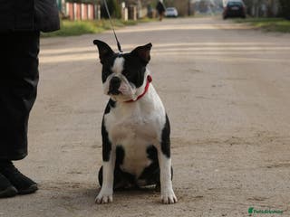 Boston Terrier dogs MOLLY – Female Boston Terrier - Advert 1