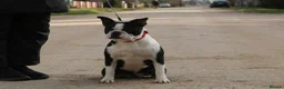 Boston Terrier dogs for adoption: MOLLY – Female Boston Terrier - Advert 1