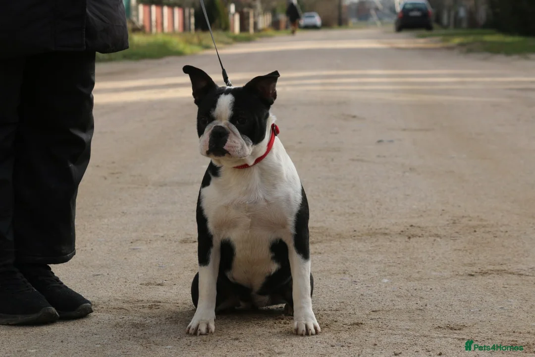 Boston Terrier dogs for adoption: MOLLY – Female Boston Terrier - Advert 1