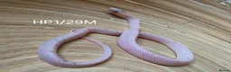 Corn Snake reptiles for sale: Palmetto and caramel palmetto corn snakes  - Advert 17
