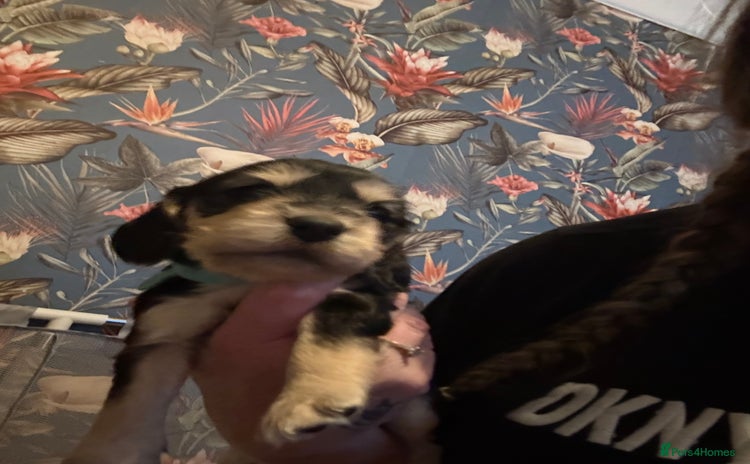 Cocker Spaniel dogs - Advert 8