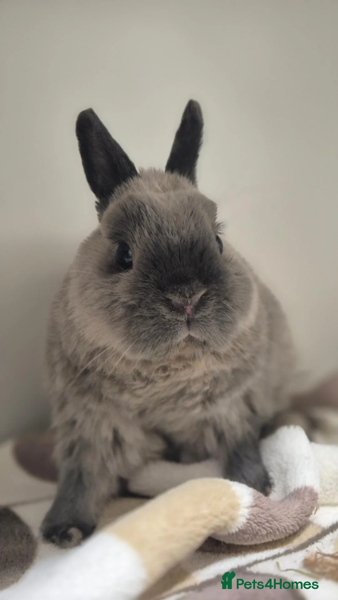 Netherland Dwarf rabbits for sale: Whisper vaccinated and neutered  - Advert 5