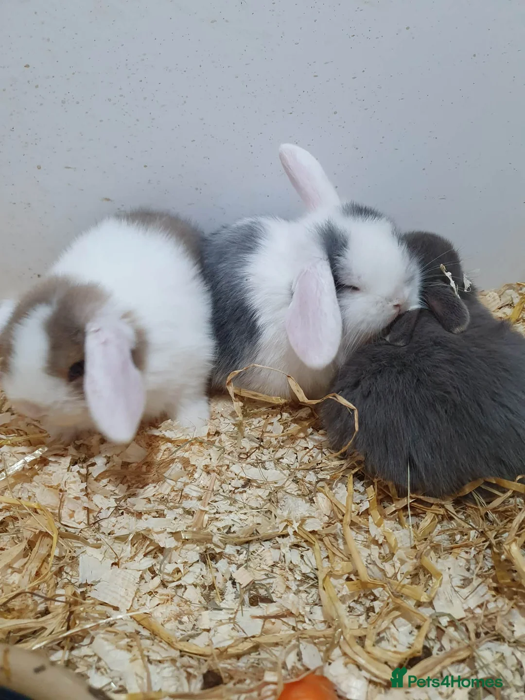 Mixed Breed rabbits for sale: Lion Lop x Vienna Rabbits  - Advert 2