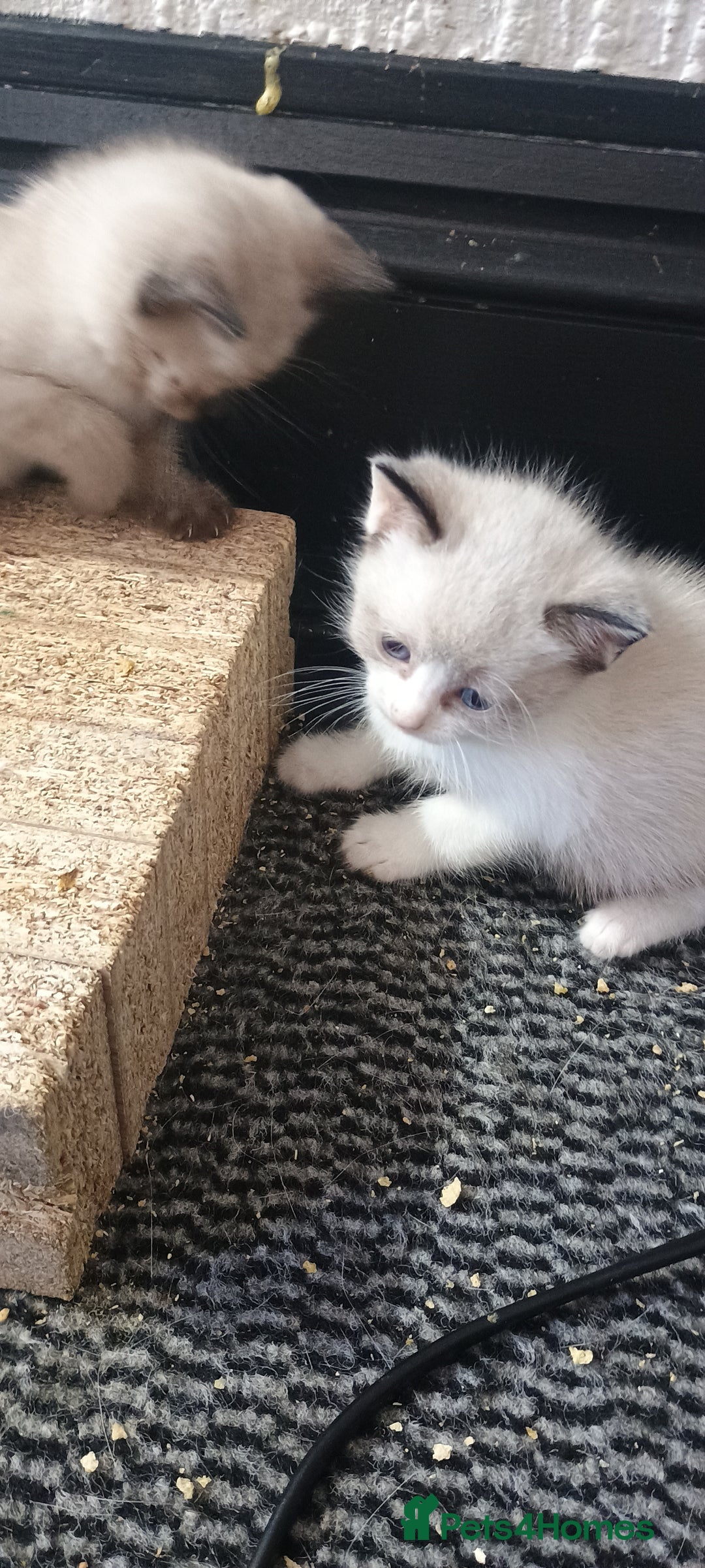 Ragdoll cats for sale: 3 quarters RAGDOLL KITTENS FOR SALE £150 - Image 37
