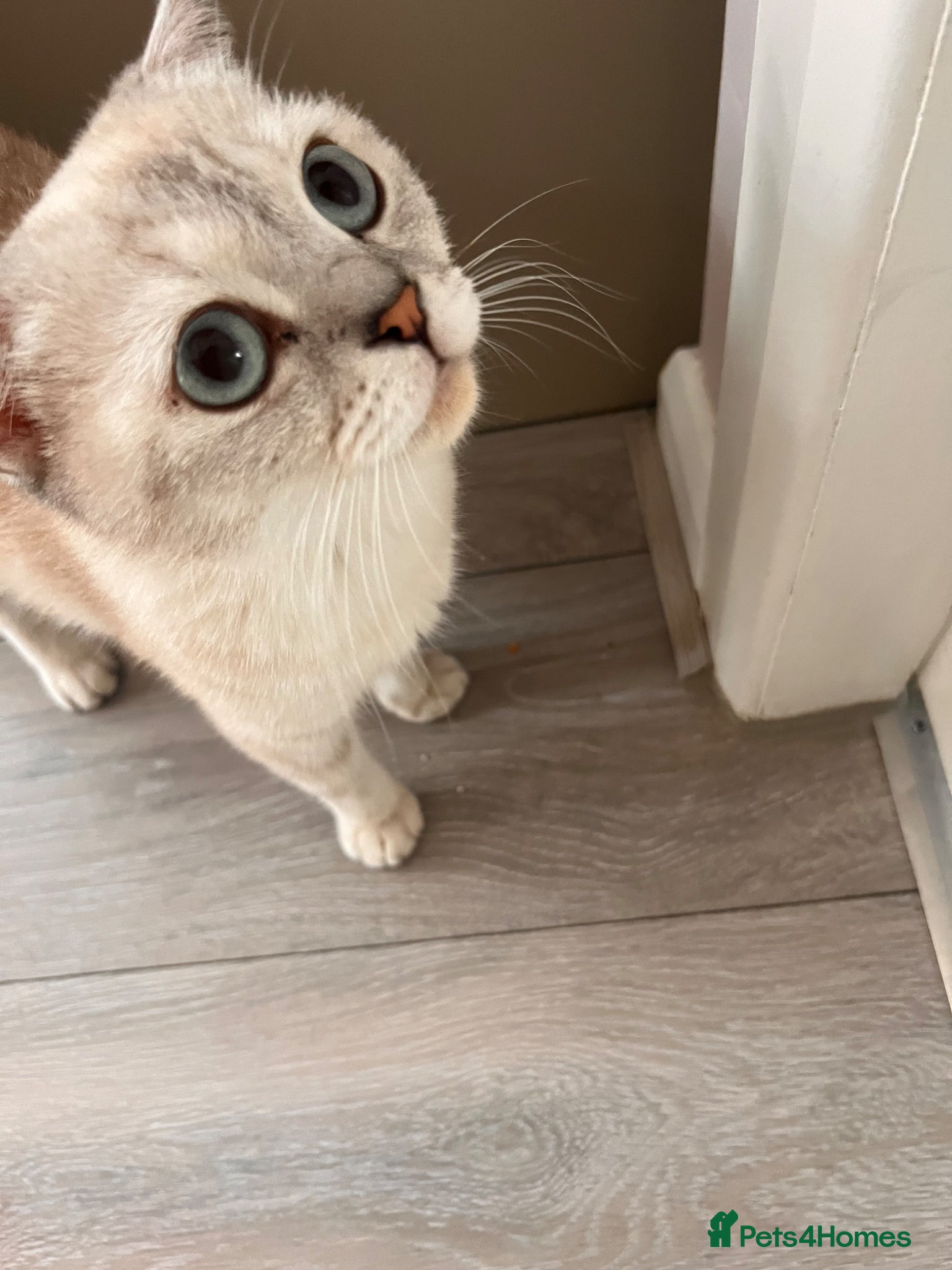 Scottish Fold cats Scottish and brittish kittens - Advert 9