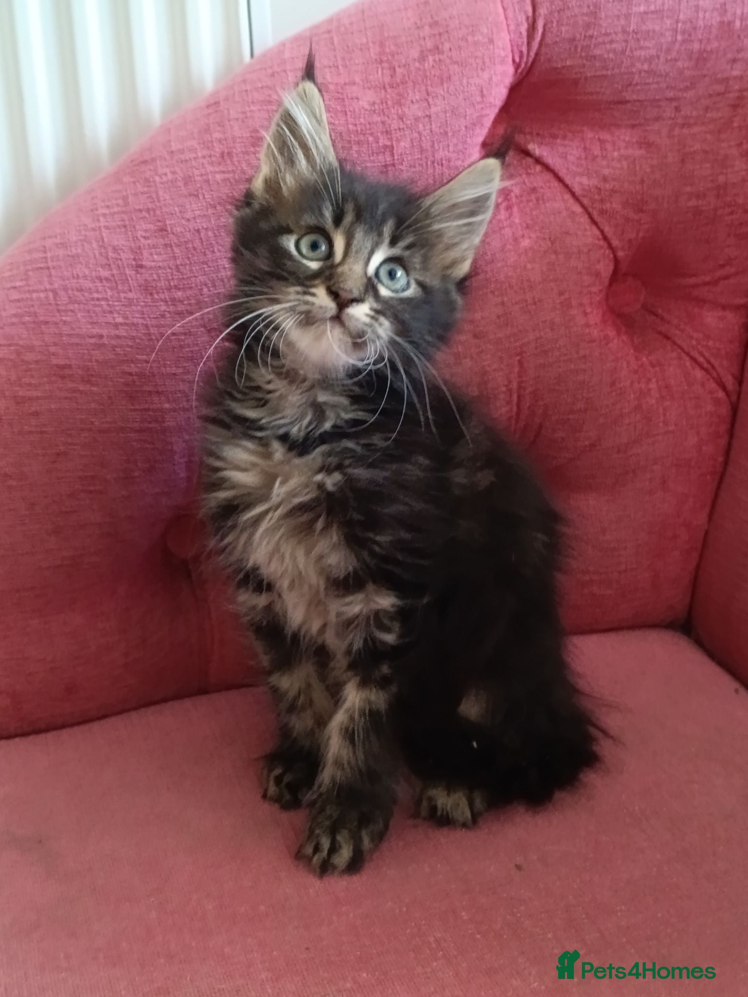 Maine Coon cats XL Black smoke tabby Boy and Tortie girl - Advert 1