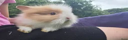 Lionhead rabbits for sale: Gorgeous purebred lionhead rabbits - Advert 5