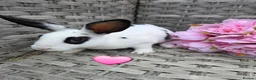 Rex rabbits for sale: 🐰Beautiful mini rex babies ready now 🐰 - Advert 9