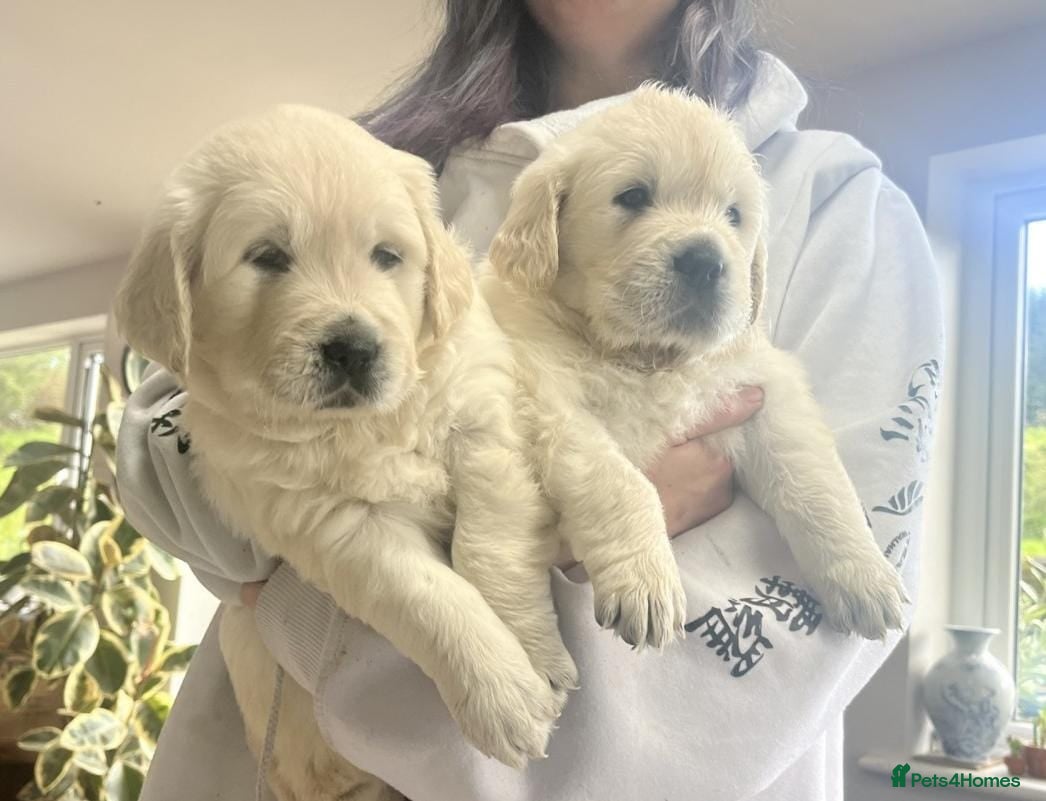 Golden Retriever dogs Fully health tested golden retriever puppies - Advert 5