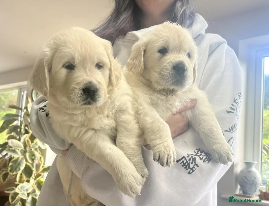 Golden Retriever dogs for sale: Fully health tested golden retriever puppies - Advert 1
