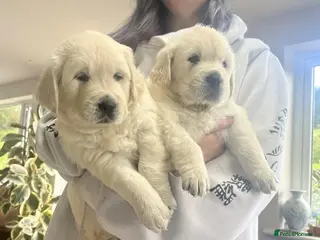 Golden Retriever dogs Fully health tested golden retriever puppies - Advert 1
