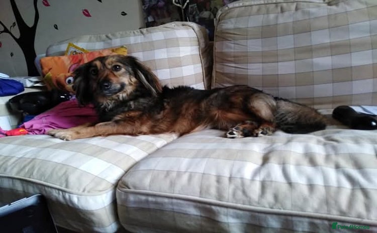 Mixed Breed dogs - Advert 1