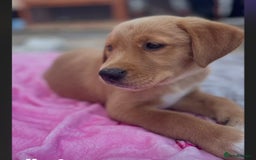 Goldador dogs for sale: Stunning Retriever cross Labrador puppy  - Image 1