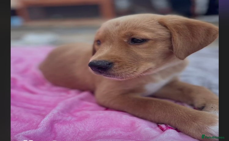 Goldador dogs - Advert 1