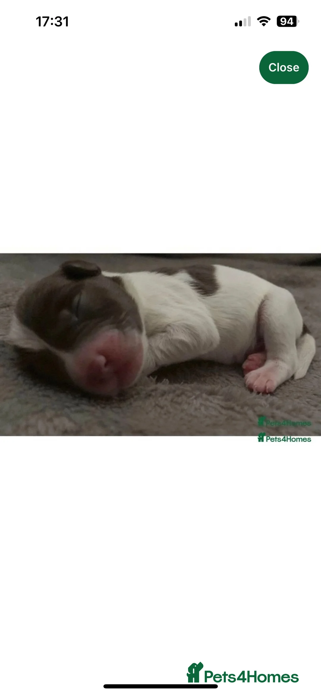 Miniature Schnauzer dogs for stud: Chocolate /White Miniature Schnauzer At STUD in Coventry - Advert 7