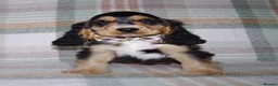 Cocker Spaniel dogs for sale: Beautiful Show Cocker Spaniel Puppies  - Advert 6