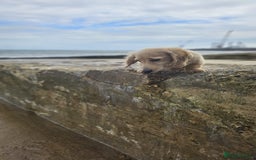 Dachshund dogs for sale: Cream boy and girl Miniature dachshund - Image 8