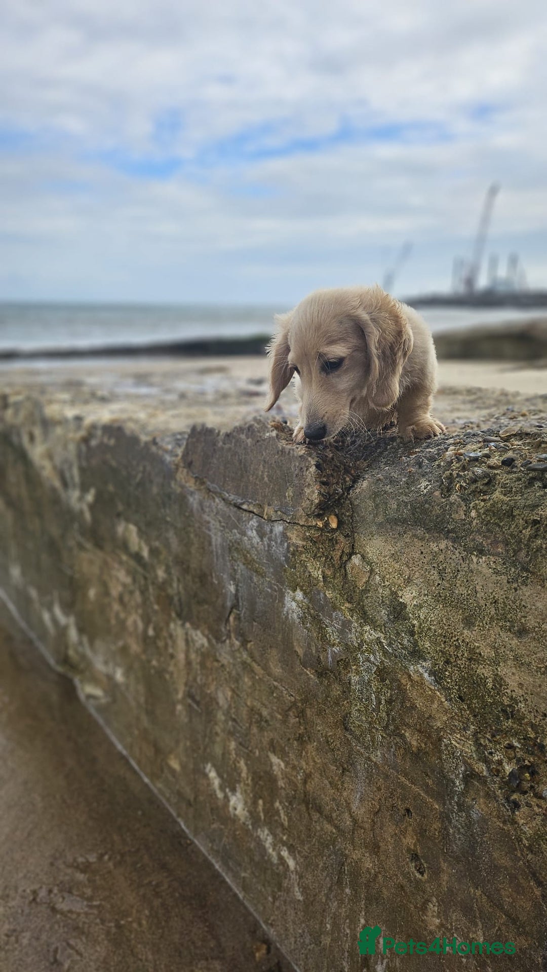 Dachshund dogs for sale: Cream boy and girl Miniature dachshund - Image 8