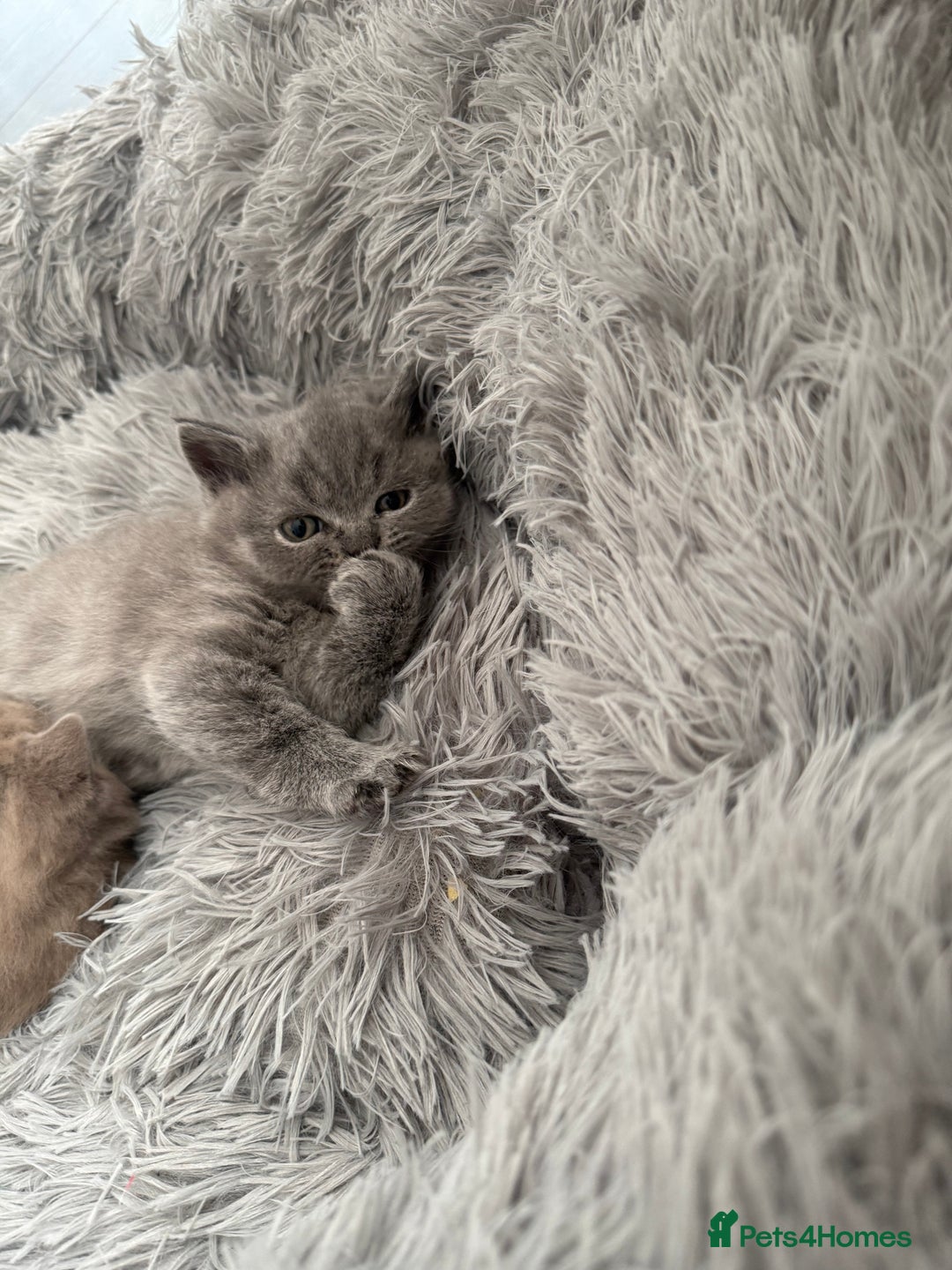 British Shorthair cats for sale: Adorable British Shorthair Kittens for Sale - Image 5
