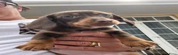 Dachshund dogs for sale: Dachshund puppies  - Advert 14