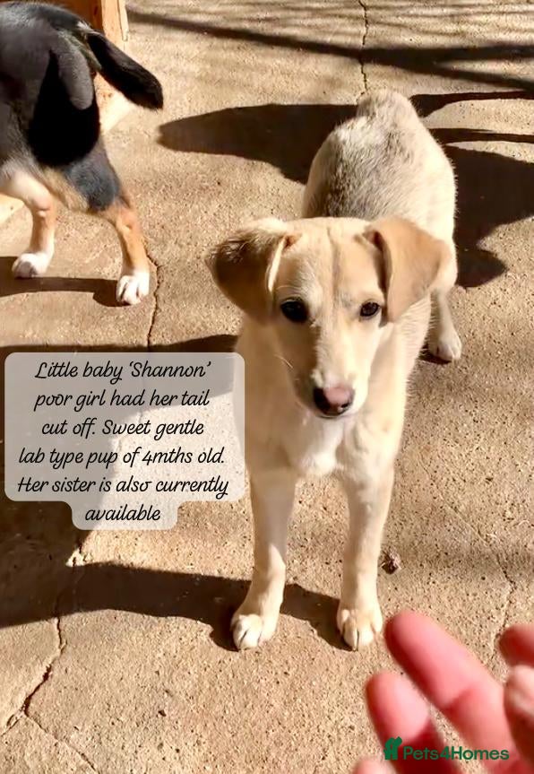 Mixed Breed dogs Shannon, 6 months approx, Available for adoption. - Advert 14