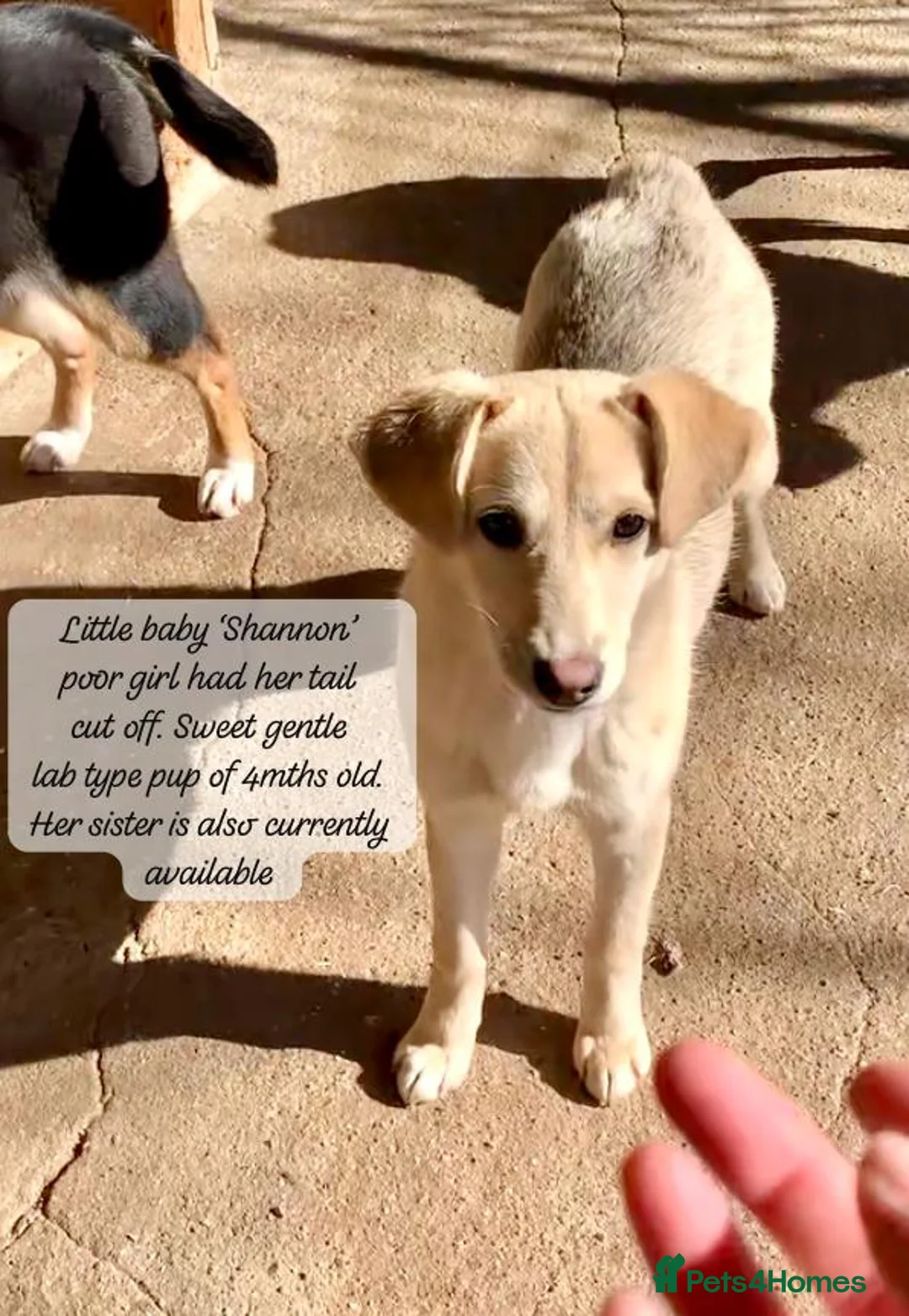 Mixed Breed dogs for adoption: Shannon, 6 months approx, Available for adoption. - Advert 1