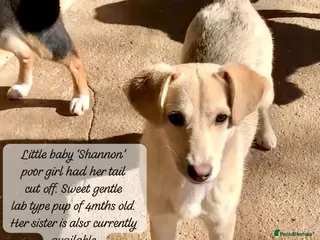Mixed Breed dogs Shannon, 6 months approx, Available for adoption. - Advert 14