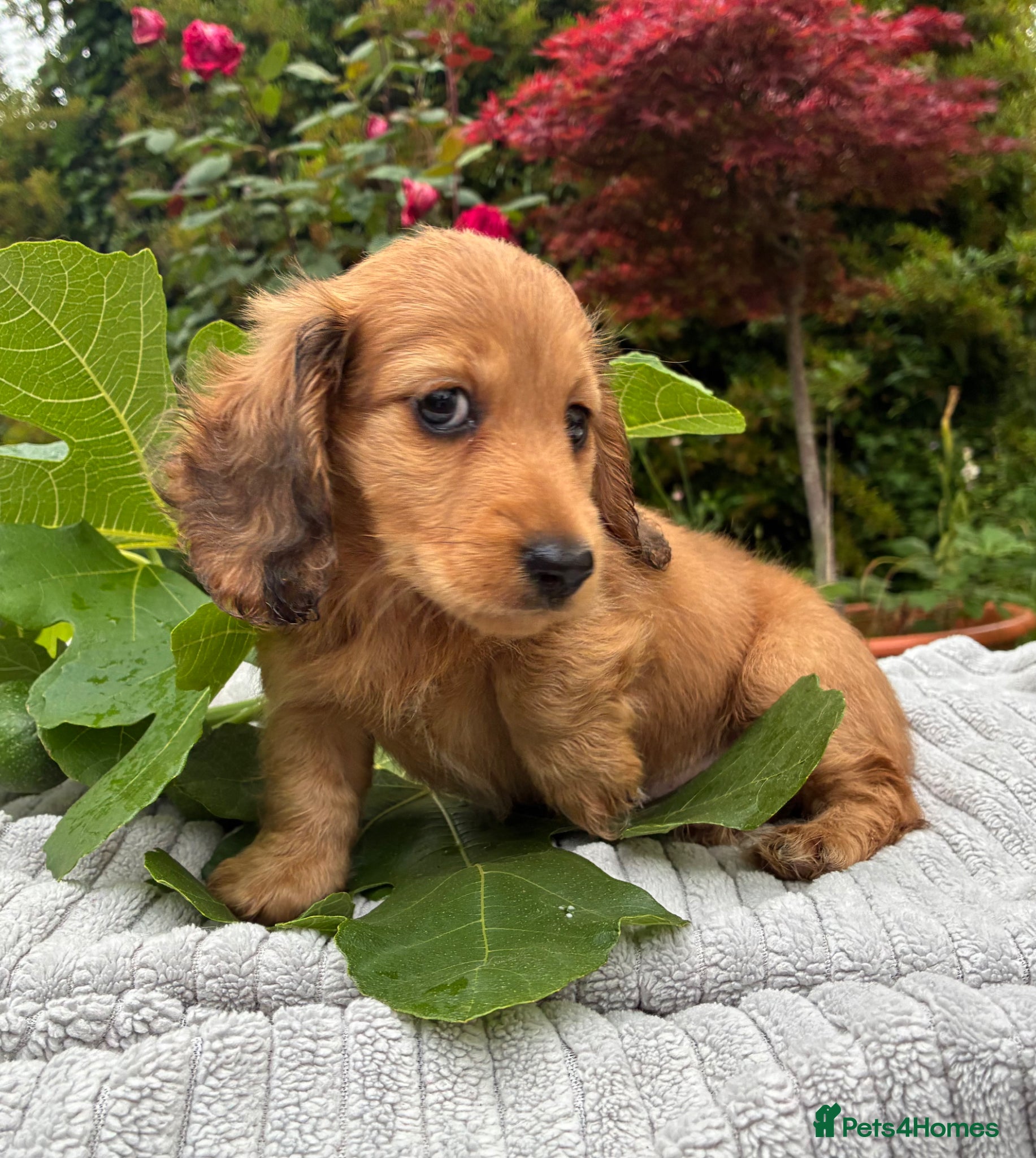 Miniature Dachshund dogs GORGEOUS KC reg PRA CLEAR MINI DACHSHUND PUPPIES - Advert 1