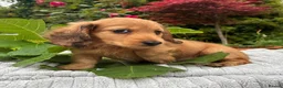 Miniature Dachshund dogs for sale: GORGEOUS KC reg PRA CLEAR MINI DACHSHUND PUPPIES - Advert 7