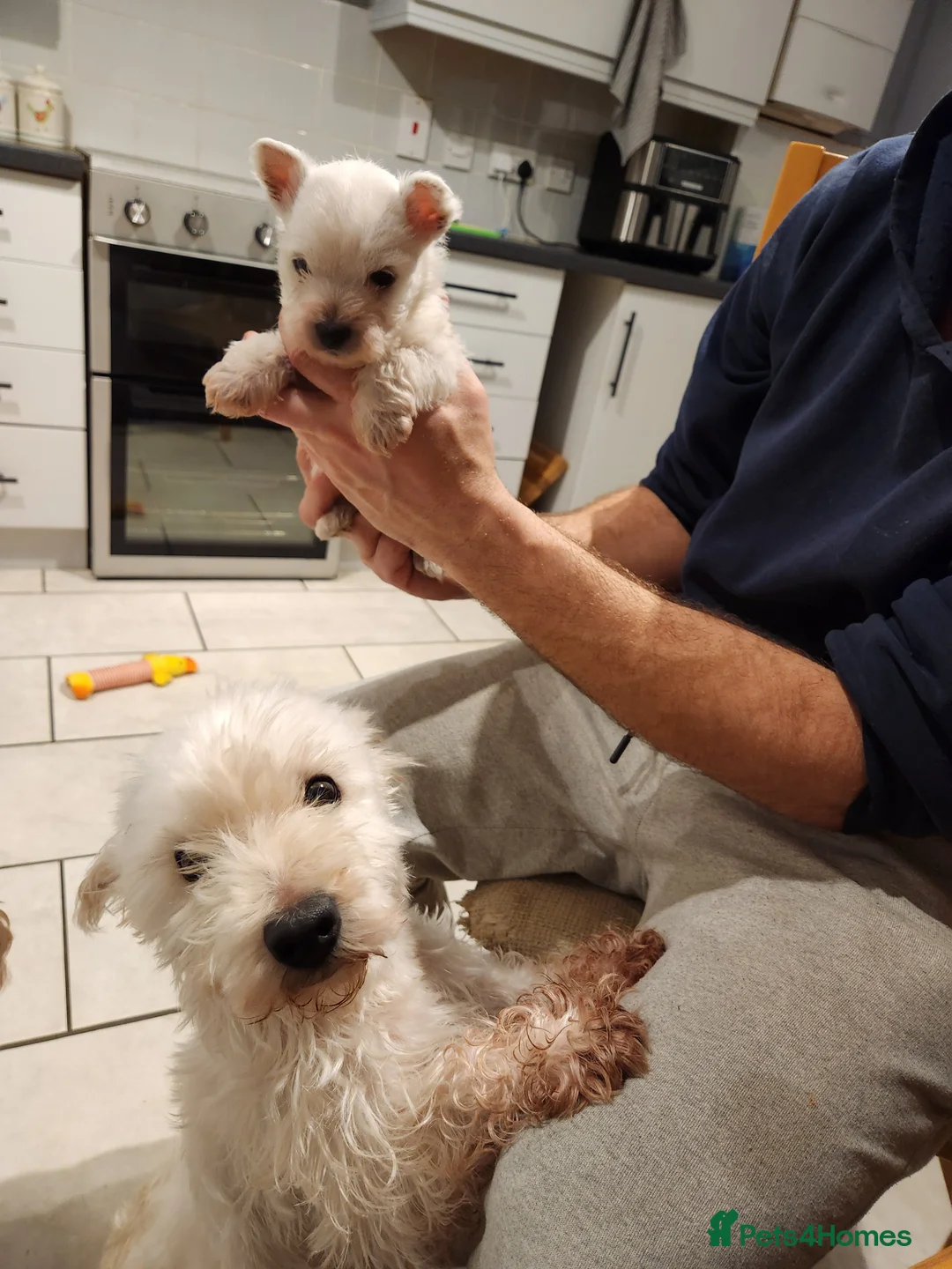 West Highland Terrier dogs for sale: Westie puppies one girl left  - Advert 2