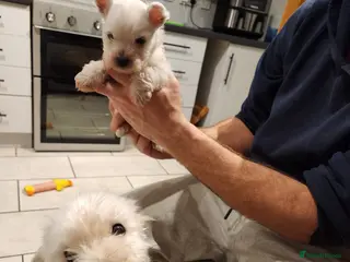 West Highland Terrier dogs West Highland White Terrier puppies - Advert 3