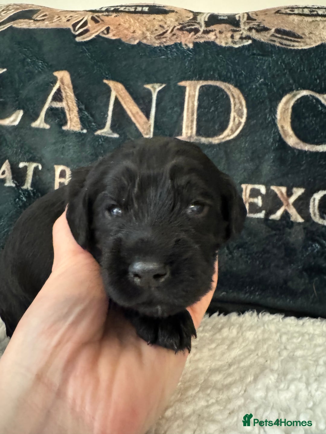 Cocker Spaniel dogs for sale: A gorgeous litter of WCS - Advert 28