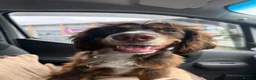 Cocker Spaniel dogs for sale: Max 1 year old cocker spaniel - Advert 1
