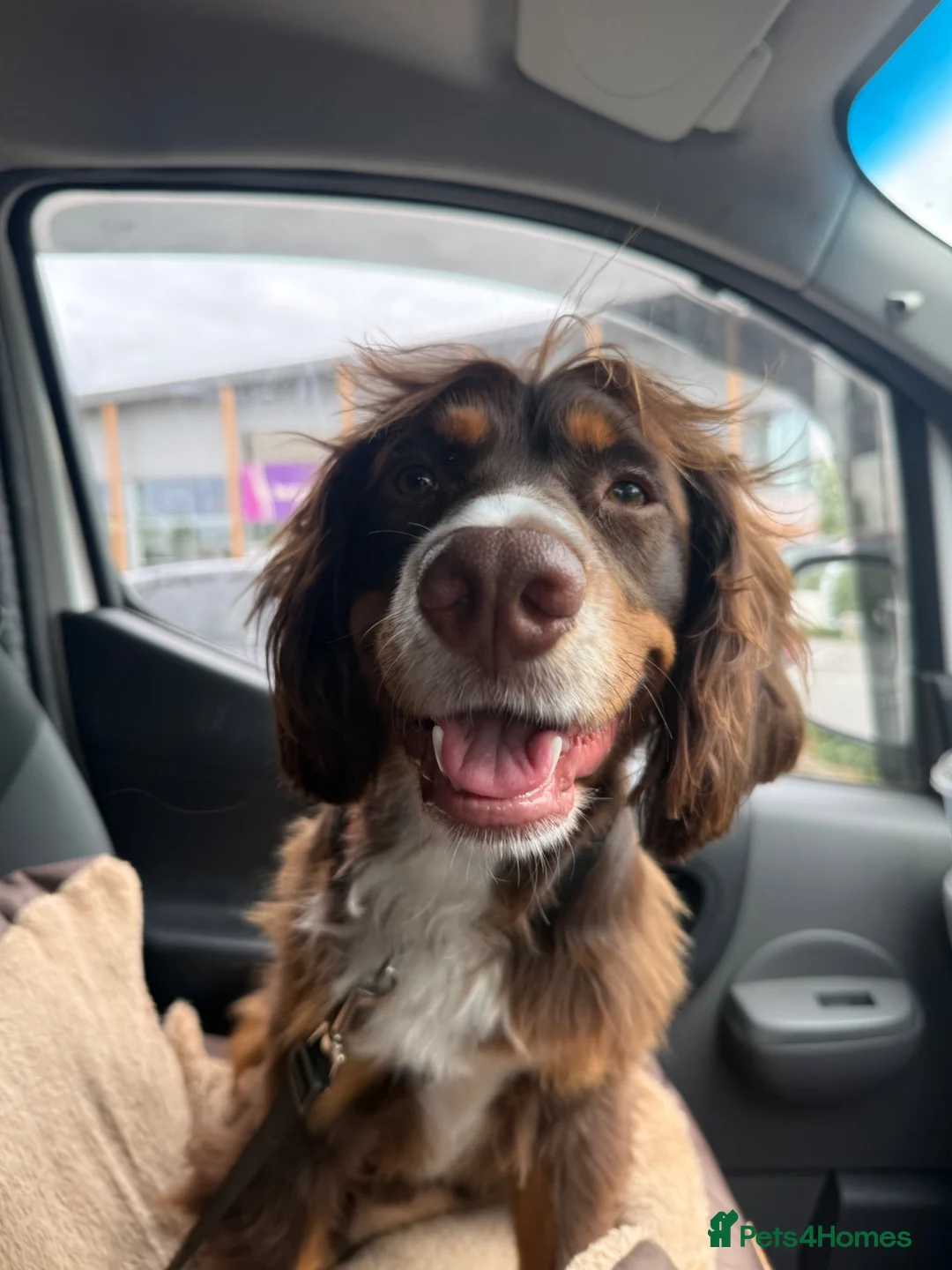 Cocker Spaniel dogs for sale: Max 1 year old cocker spaniel - Advert 1