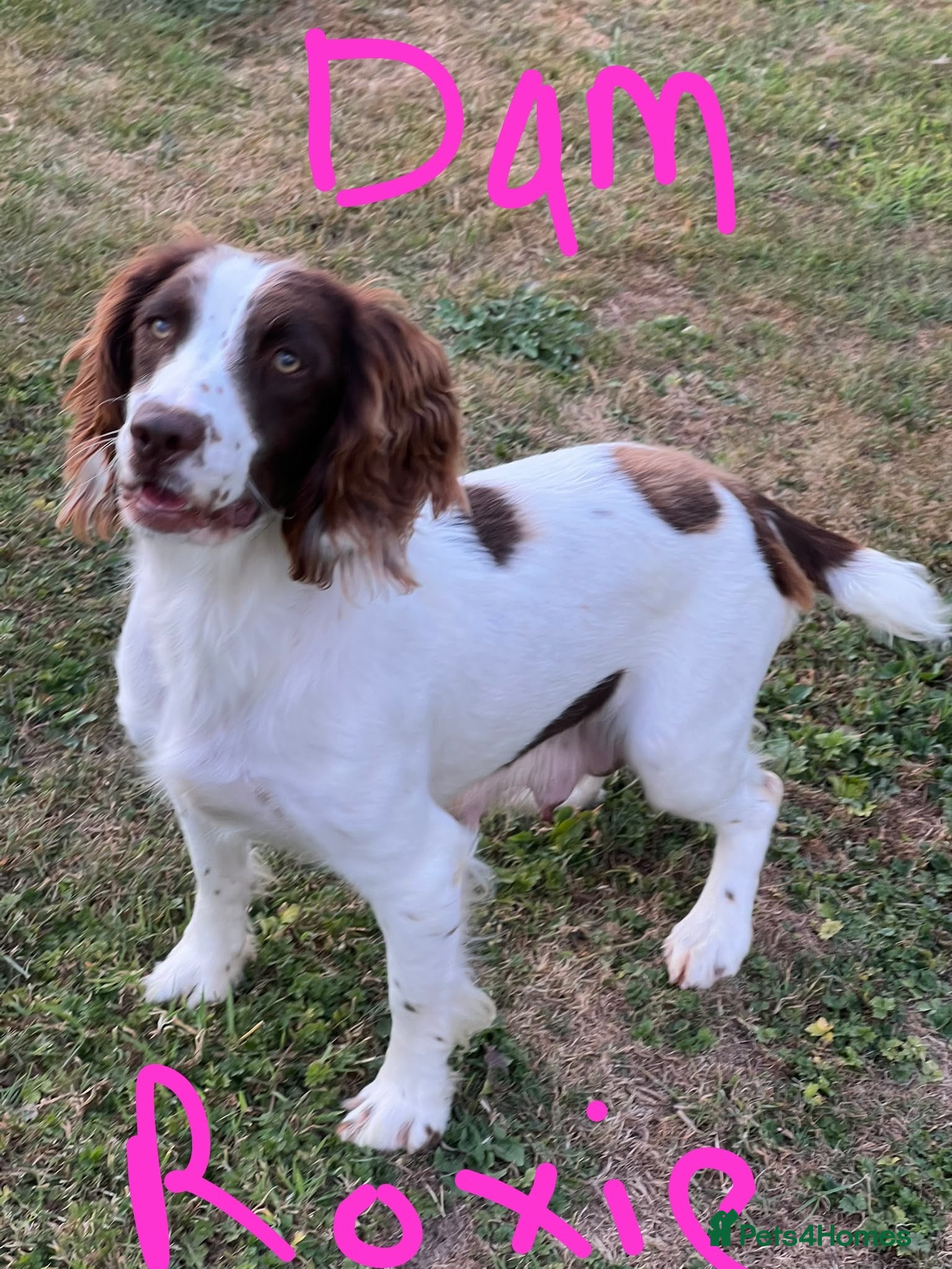 English Springer Spaniel dogs HEALTH TESTED QUALITY ENGLISH SPRINGER SPANIELS  - Advert 2