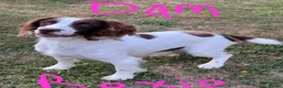 English Springer Spaniel dogs for sale: HEALTH TESTED QUALITY ENGLISH SPRINGER SPANIELS  - Advert 2