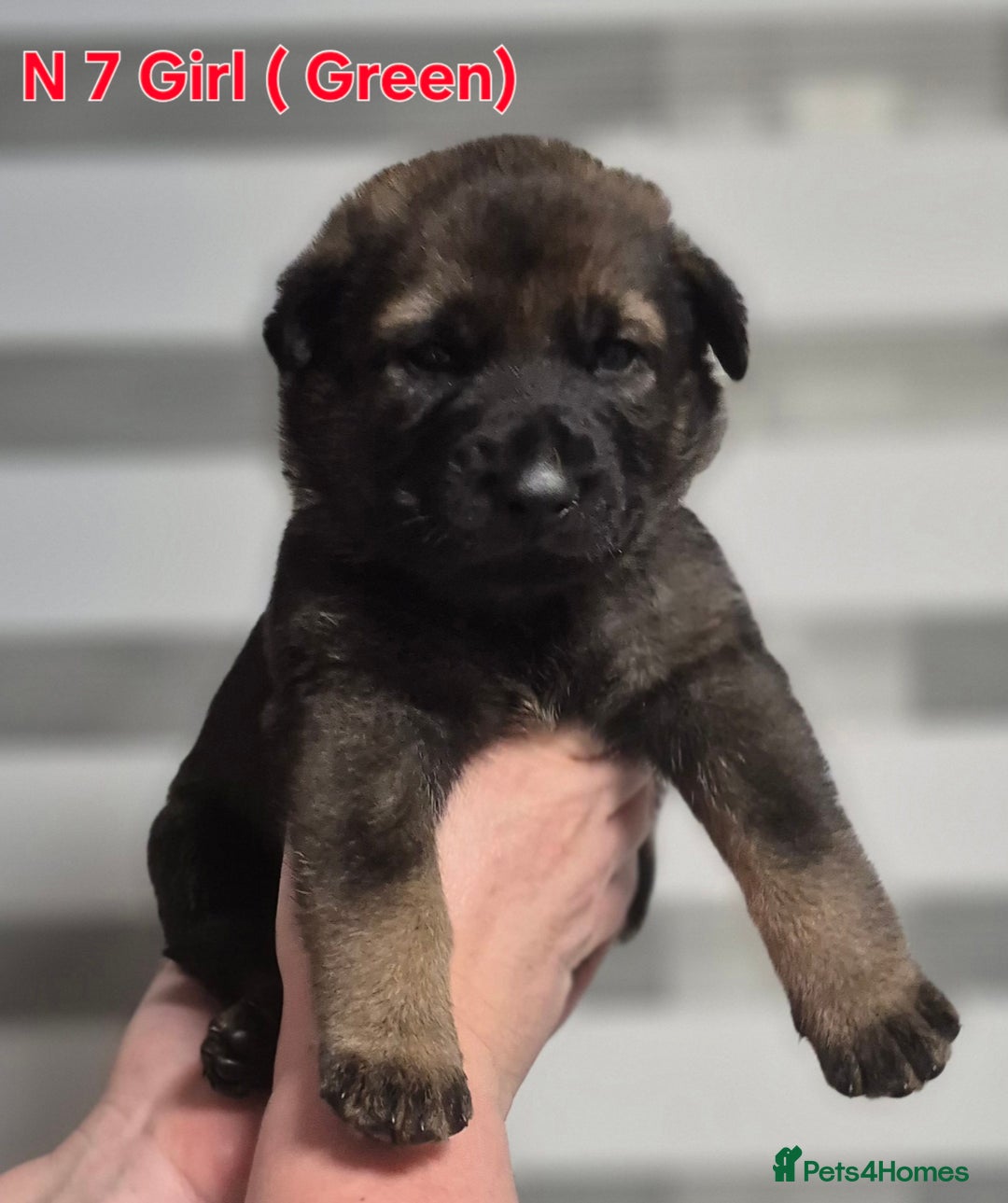 German Shepherd dogs for sale: German Shepherd  - Image 22