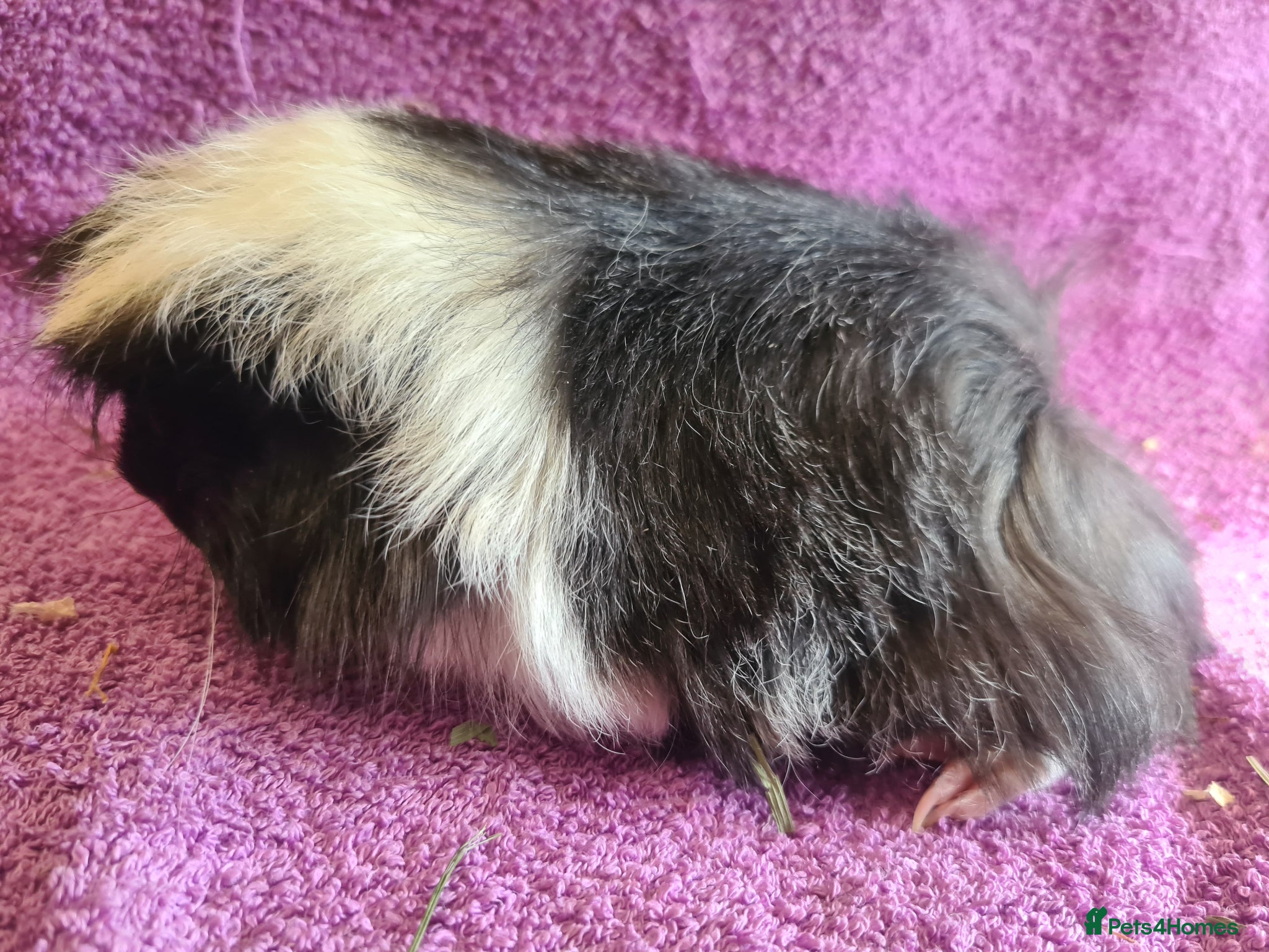 Guinea Pig rodents Pet peruvain boars avaible - Advert 10