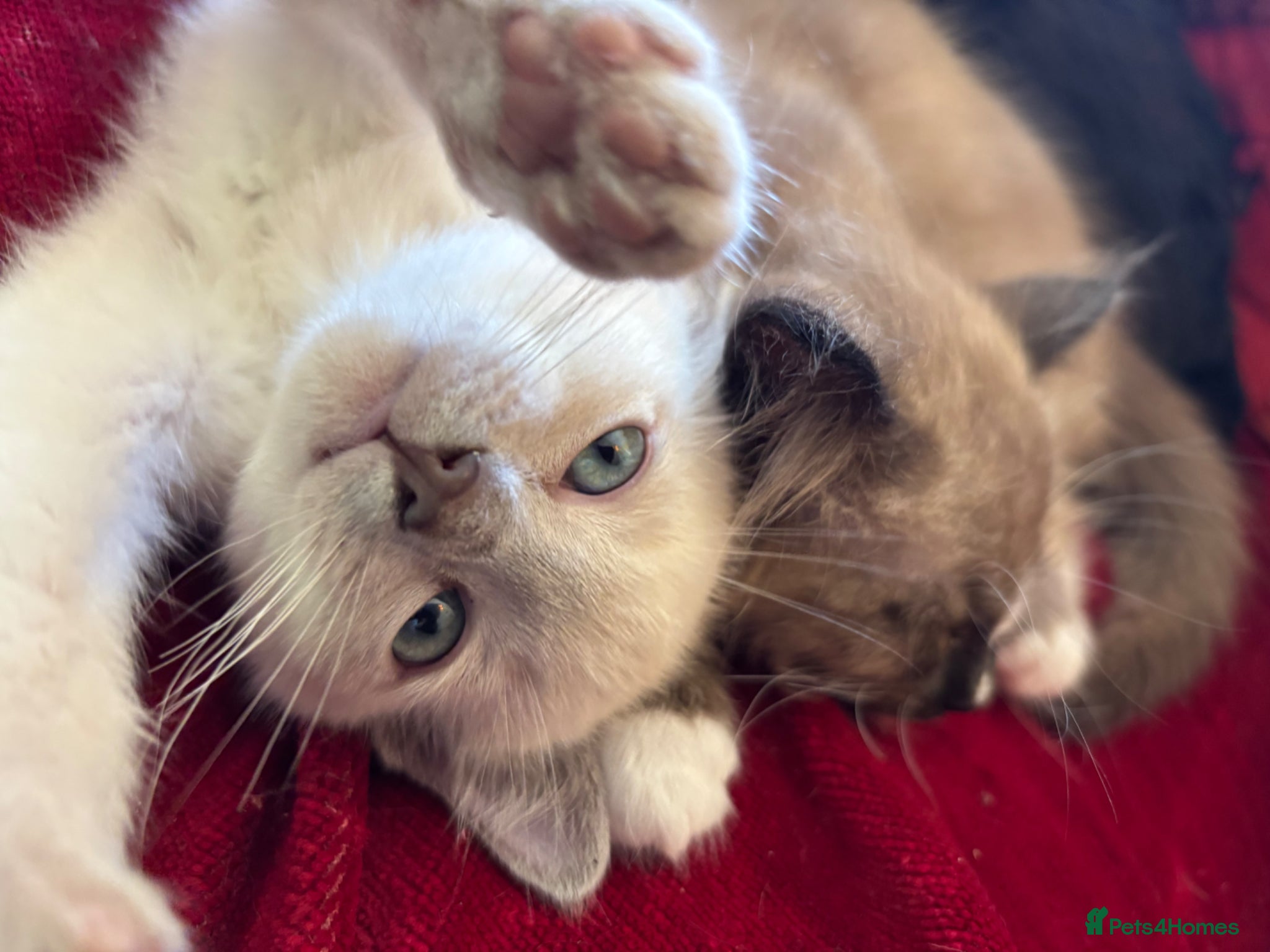 Tonkinese cats for sale: Exquisite Tonkdolls  - Advert 3
