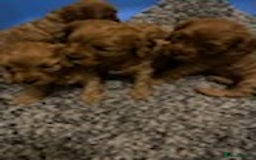 Cavapoo dogs for sale: Red cavapoo babies, both parent DNA tested - Image 5