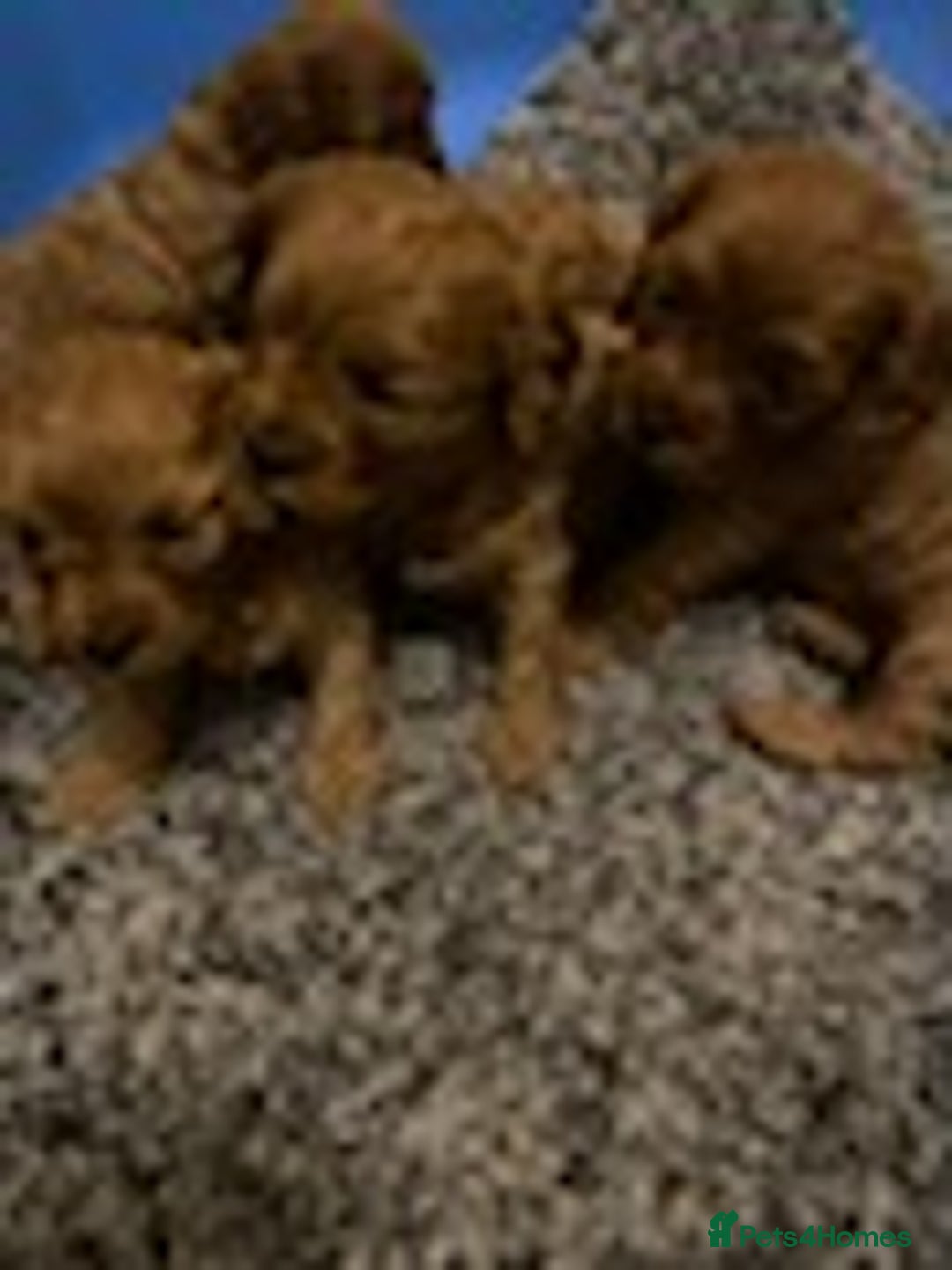 Cavapoo dogs for sale: Red cavapoo babies, both parent DNA tested - Image 5