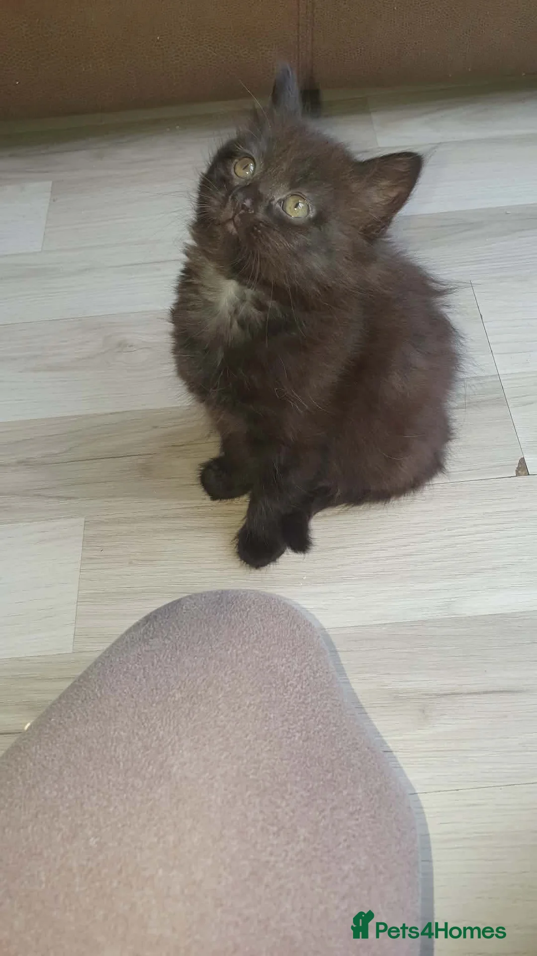 Mixed Breed cats for sale: Kittens in Huddersfield - Advert 2