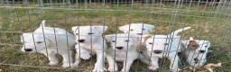 Parson Russell dogs for sale: Quality strong parson terrier pups call to - Advert 3