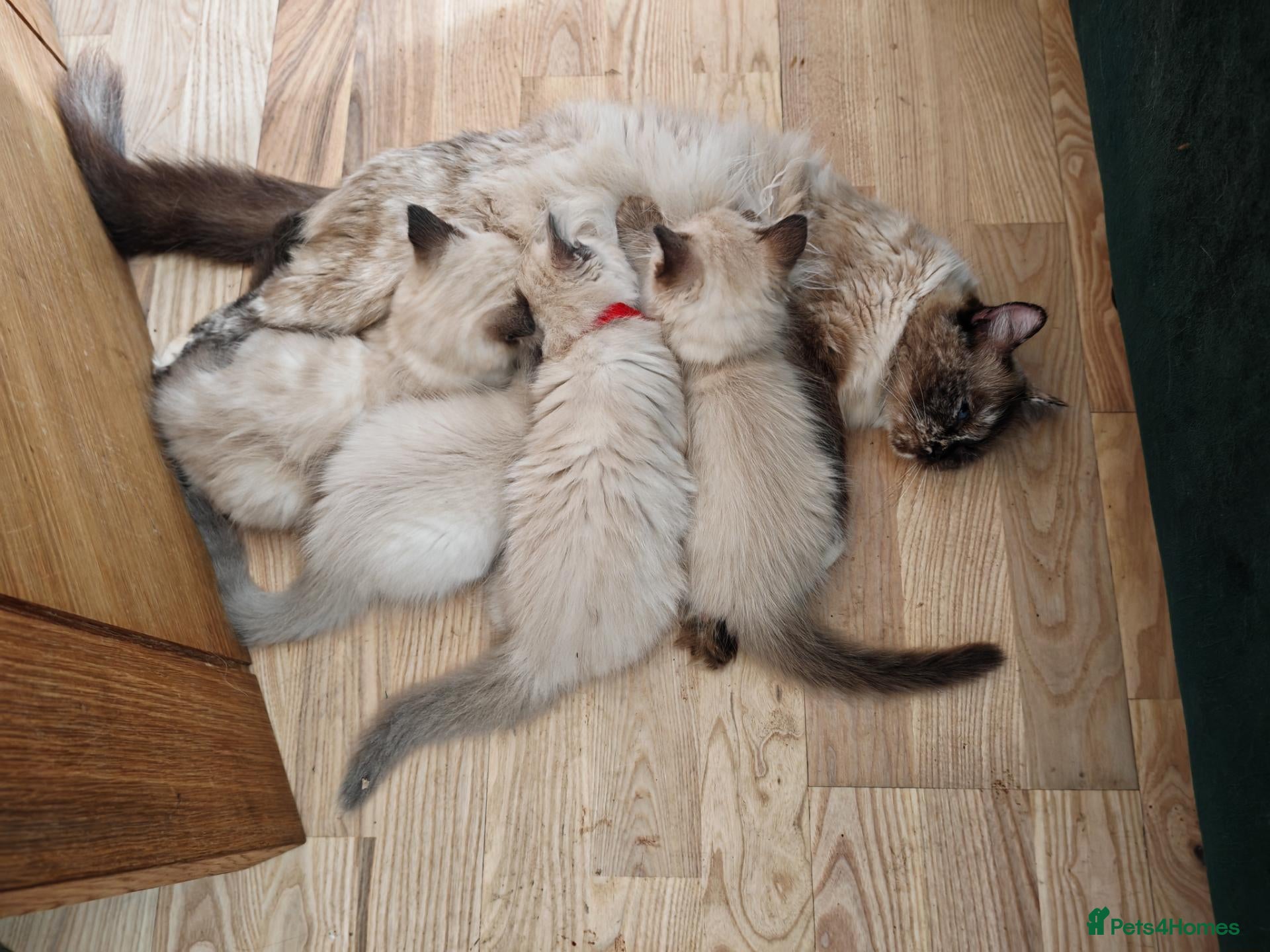 Ragdoll cats Kittens ready to new home  - Advert 3