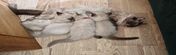 Ragdoll cats for sale: Kittens ready to new home  - Advert 1